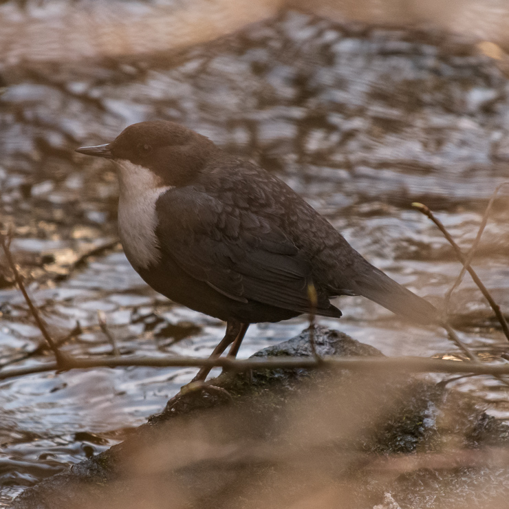 White-throated dipper