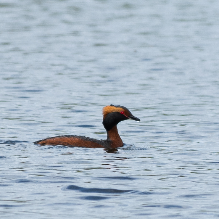 Horned grebe