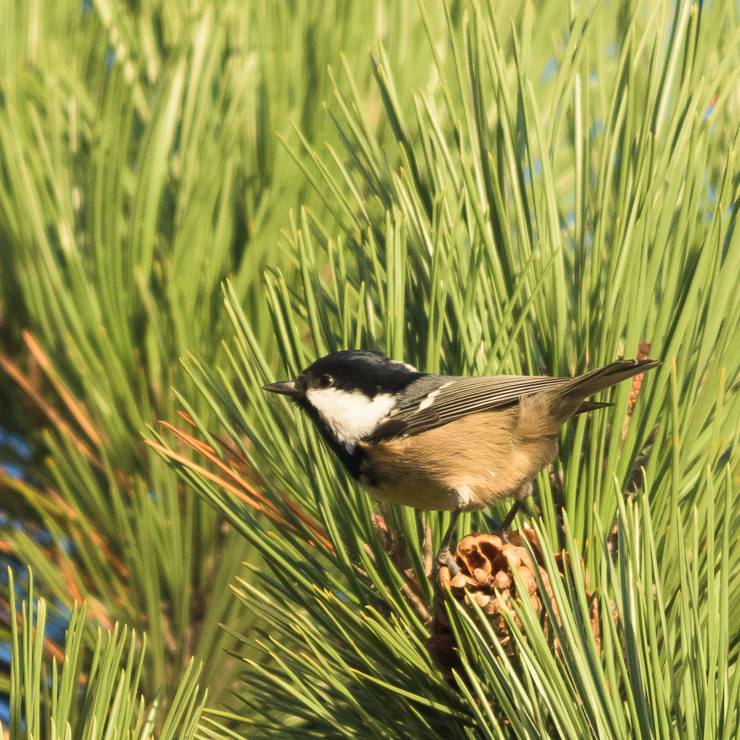 Coal tit