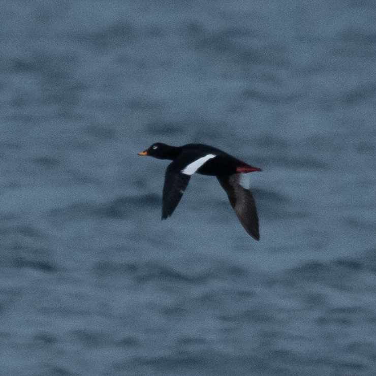 Velvet scoter
