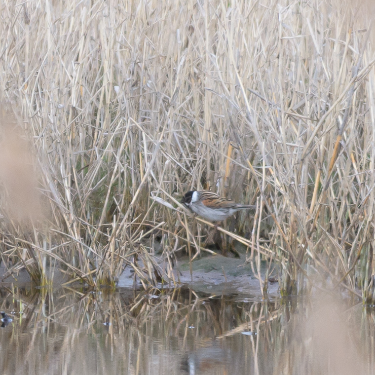 Common red bunting
