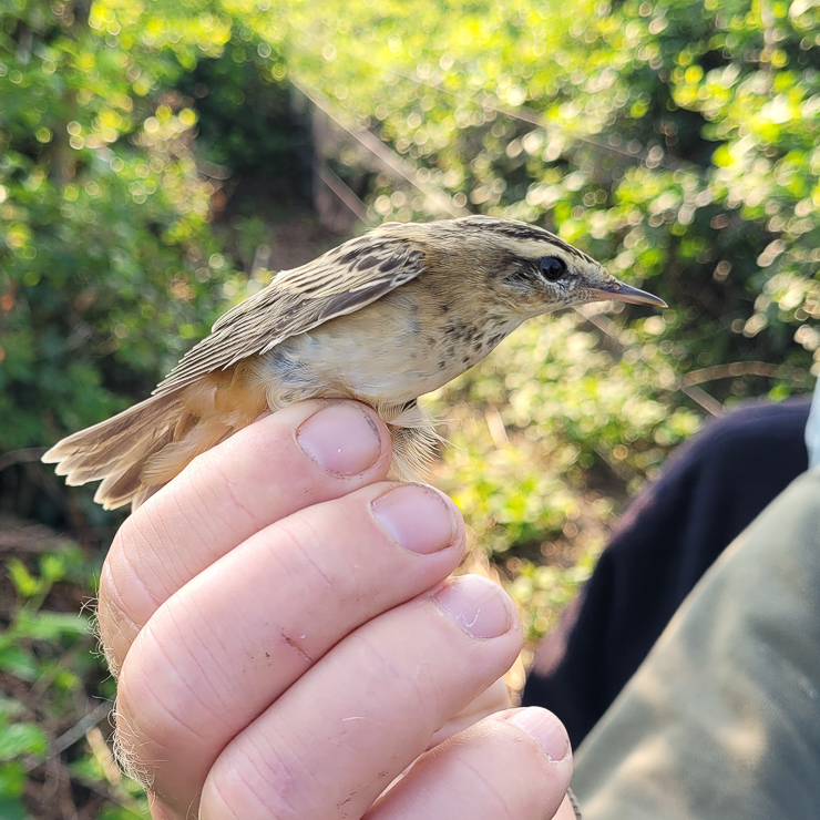 Sedge warbler