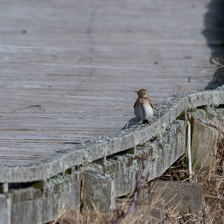 Eurasian skylark