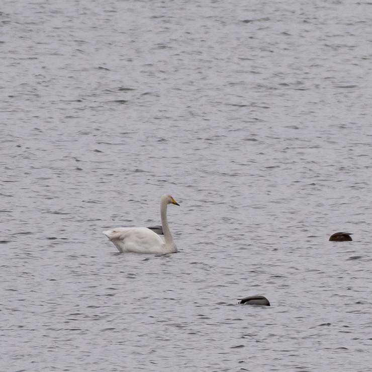 Whooper swan