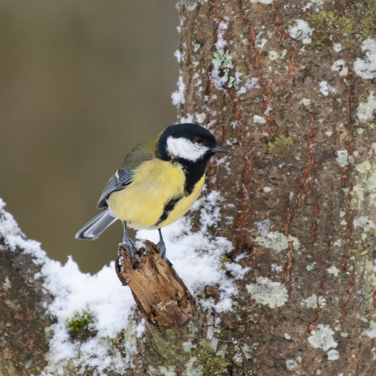 Great tit