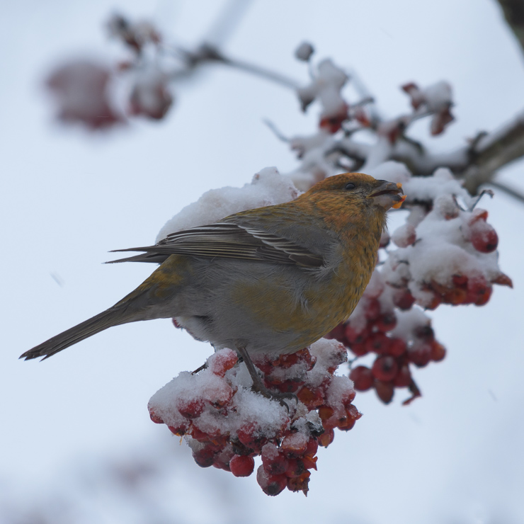 Pine grosbeak