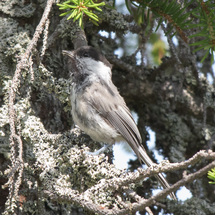 Willow tit