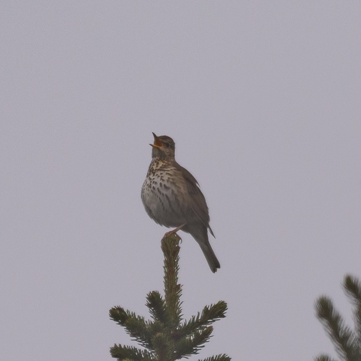 Song thrush