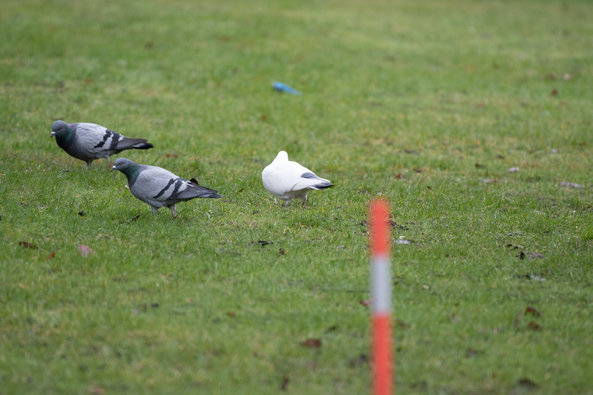 Misc. Domestic pigeon