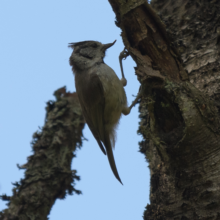 European crested tit