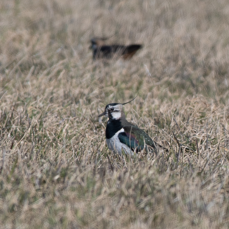 Northern lapwing