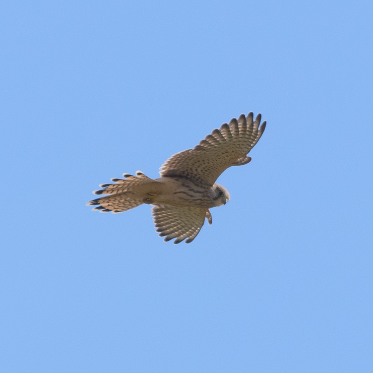 Common kestrel - hovering
