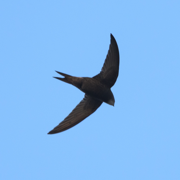 Common swift