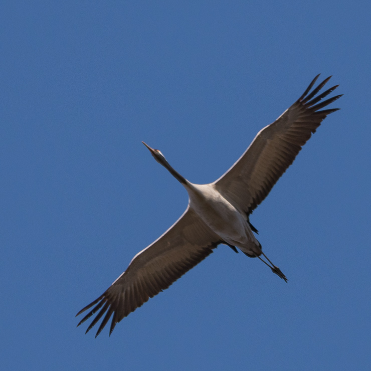 Common crane