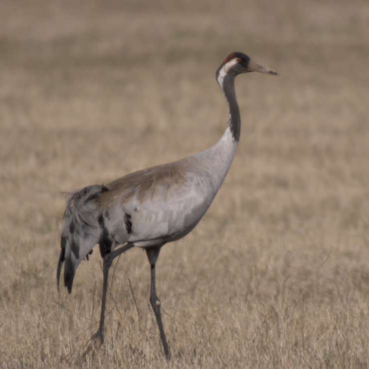 Common crane