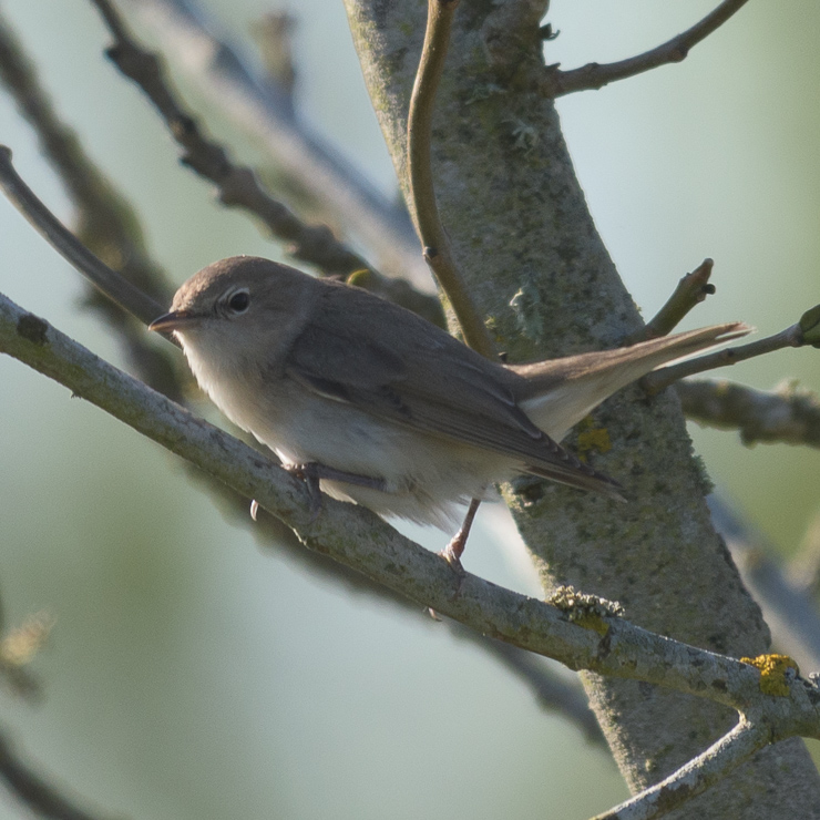 Garden warbler
