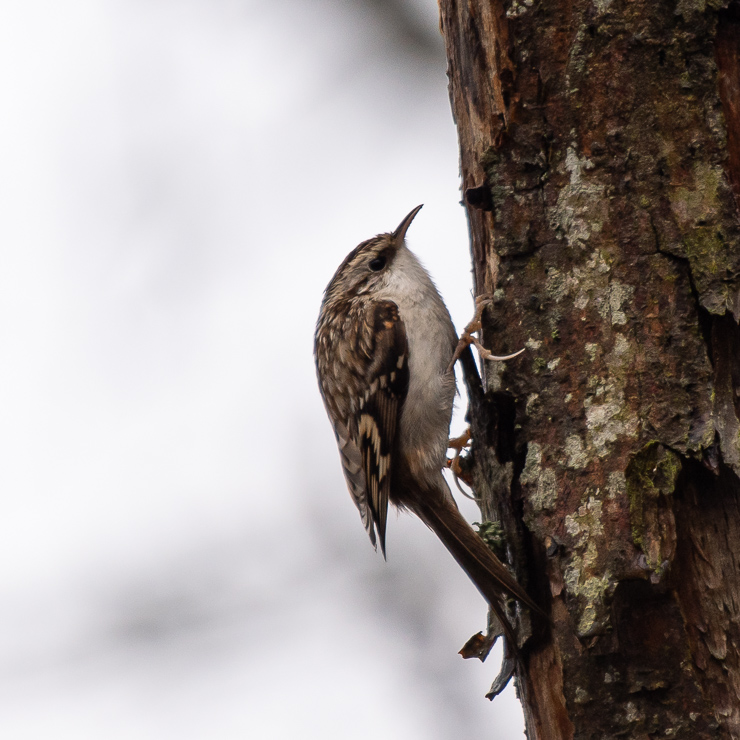 Eurasian treecreeper