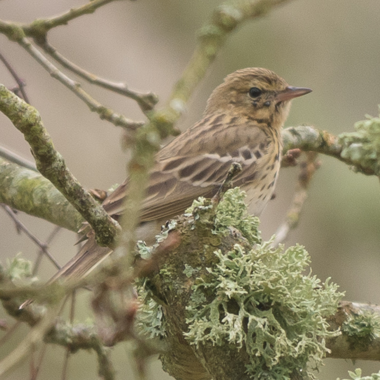 Tree pipit