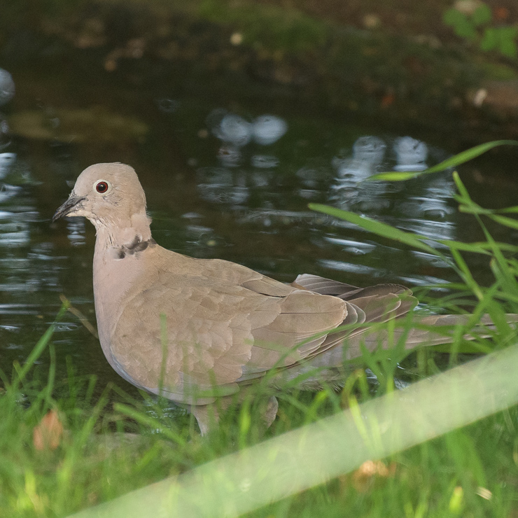 Eurasian collared dove