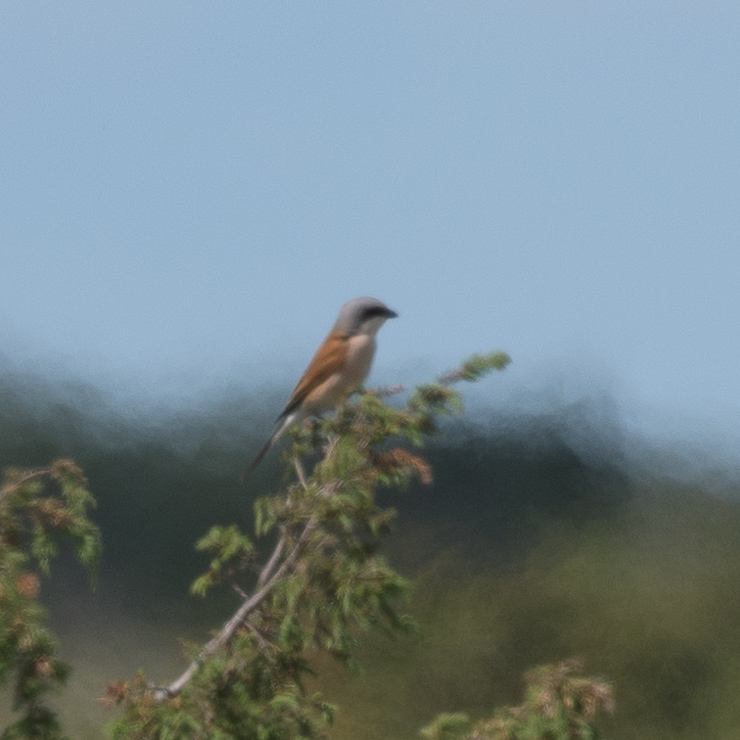 Red-backed shrike