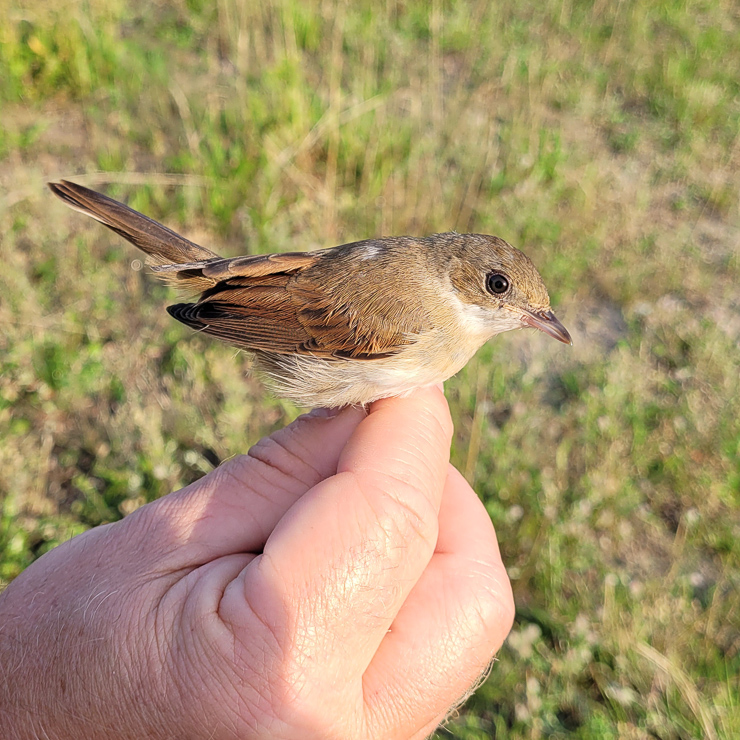 Common whitethroat