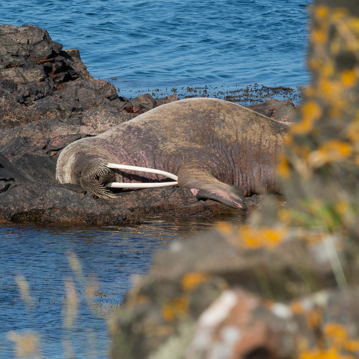 Walrus