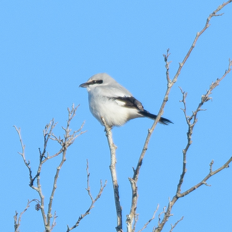 Great grey shrike