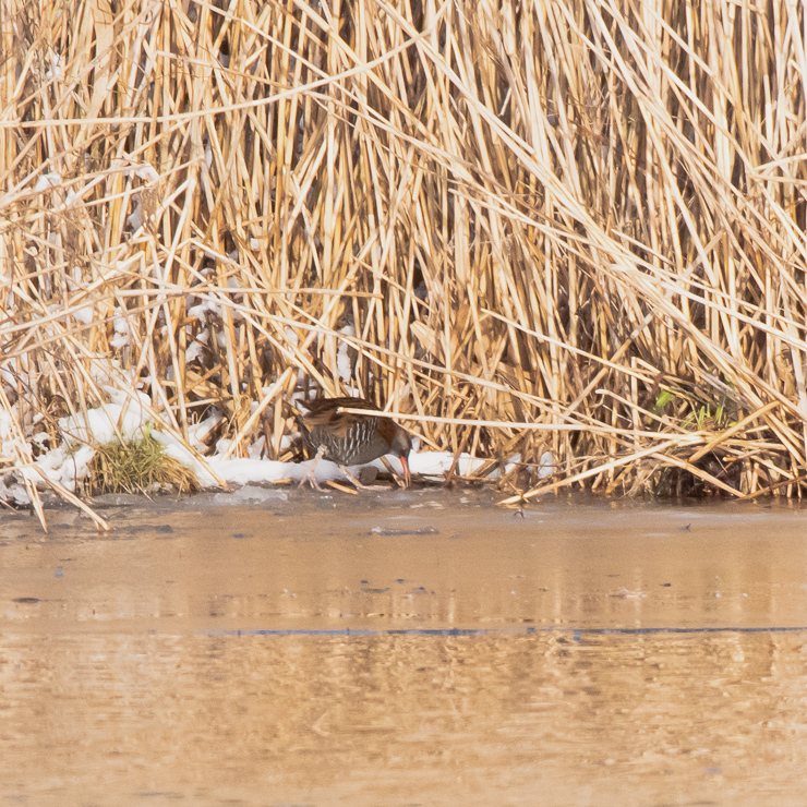 Water rail