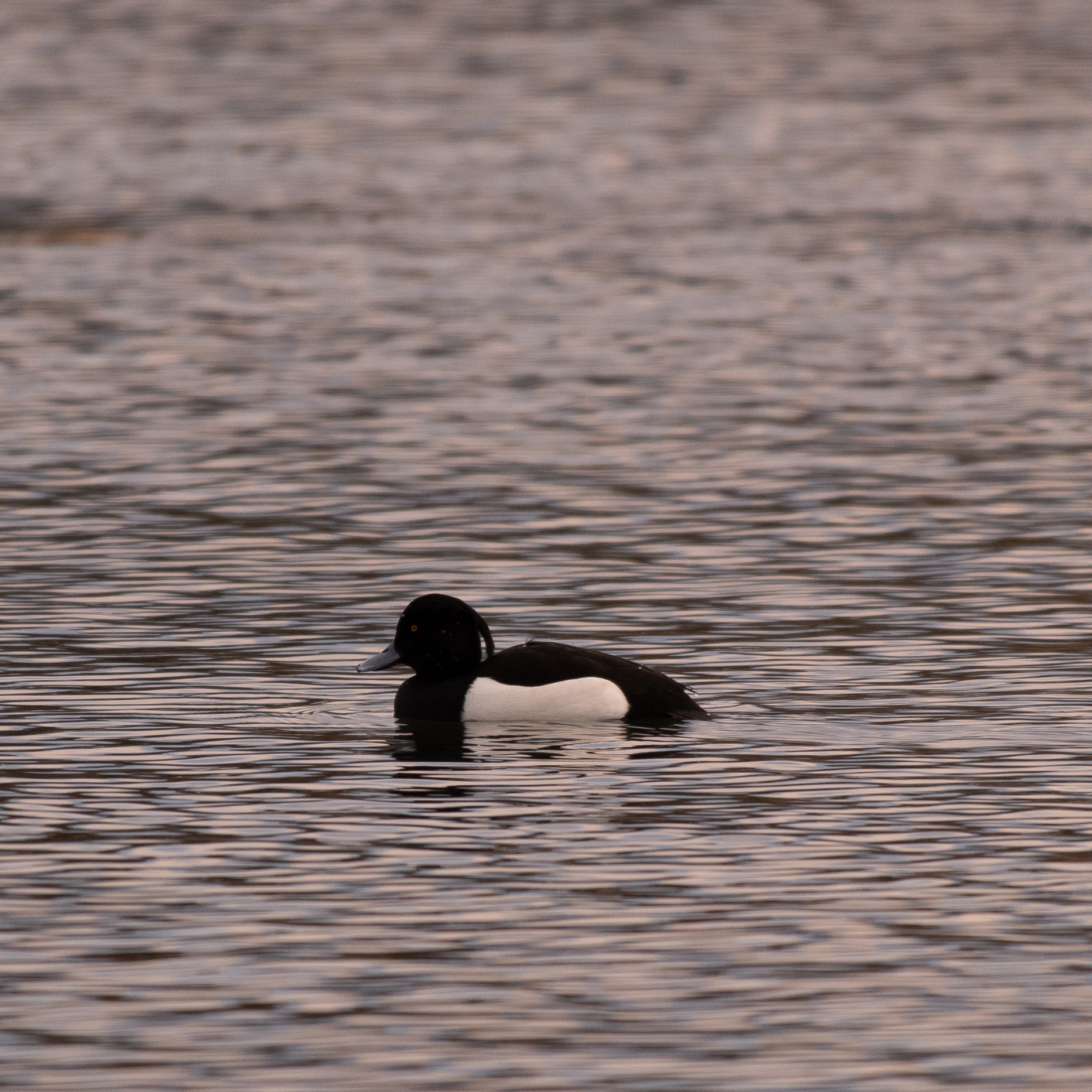 Tufted duck