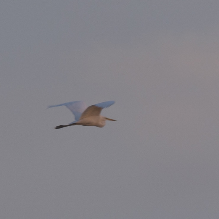 Great egret