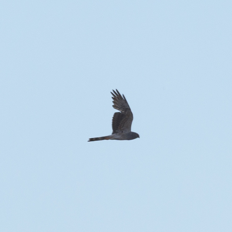 Montagu's harrier, male, second calendar year
