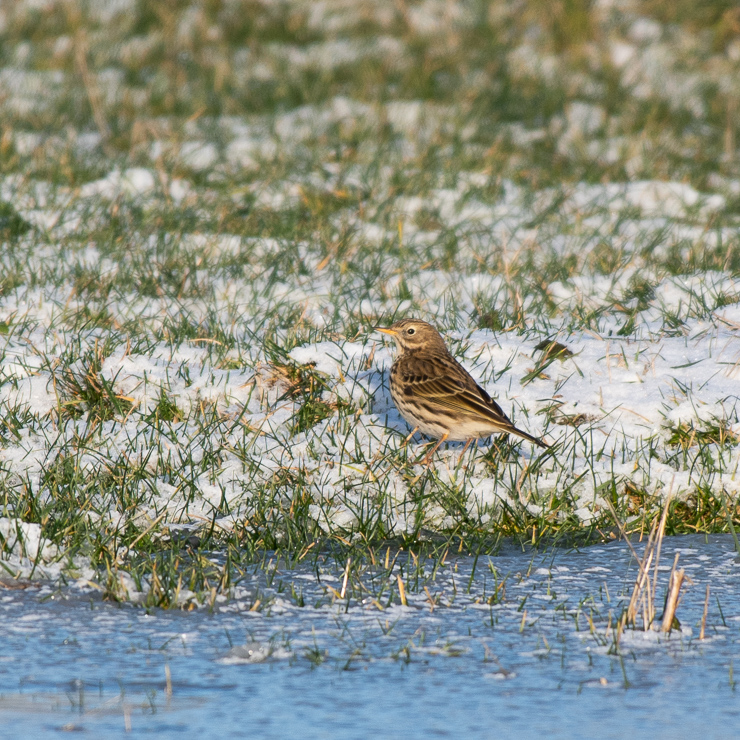 Meadow pipit