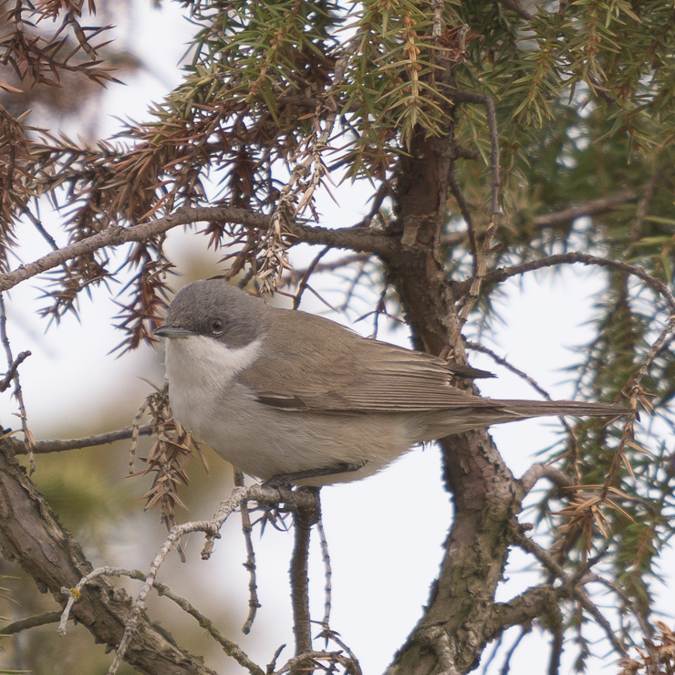 Lesser whitethroat