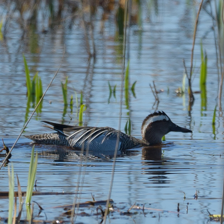 Garganey